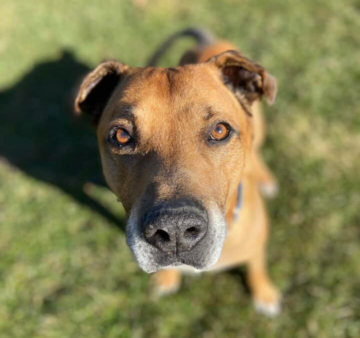 Our Dogs 1 Butter! 8 years old ~ 70 pounds ~ Lab mix