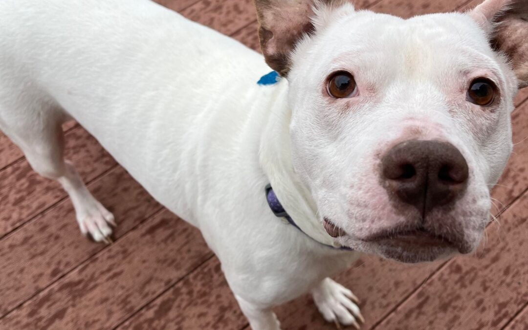 Jeanie! 6 years old ~ 50 pounds ~ Pit mix
