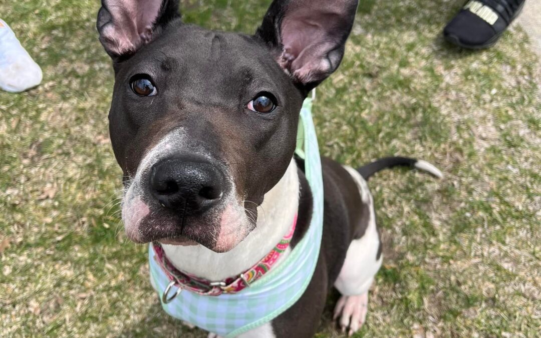 Wendy! 1 year old ~ 50 pounds~ Pit mix