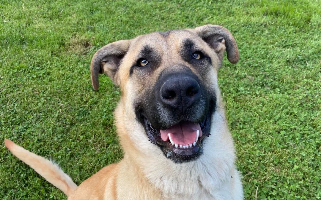 Dewey! DNA tested Anatolian Shepherd/Great Pyrenees