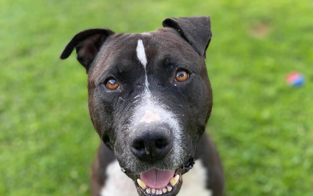 Ethan! 3-4 year old – American Staffy mix