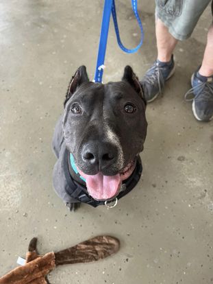 Griffin! 1 year old – Bull Terrier/Pit mix