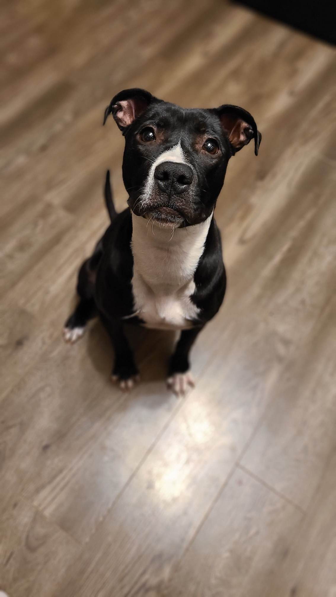dani 7