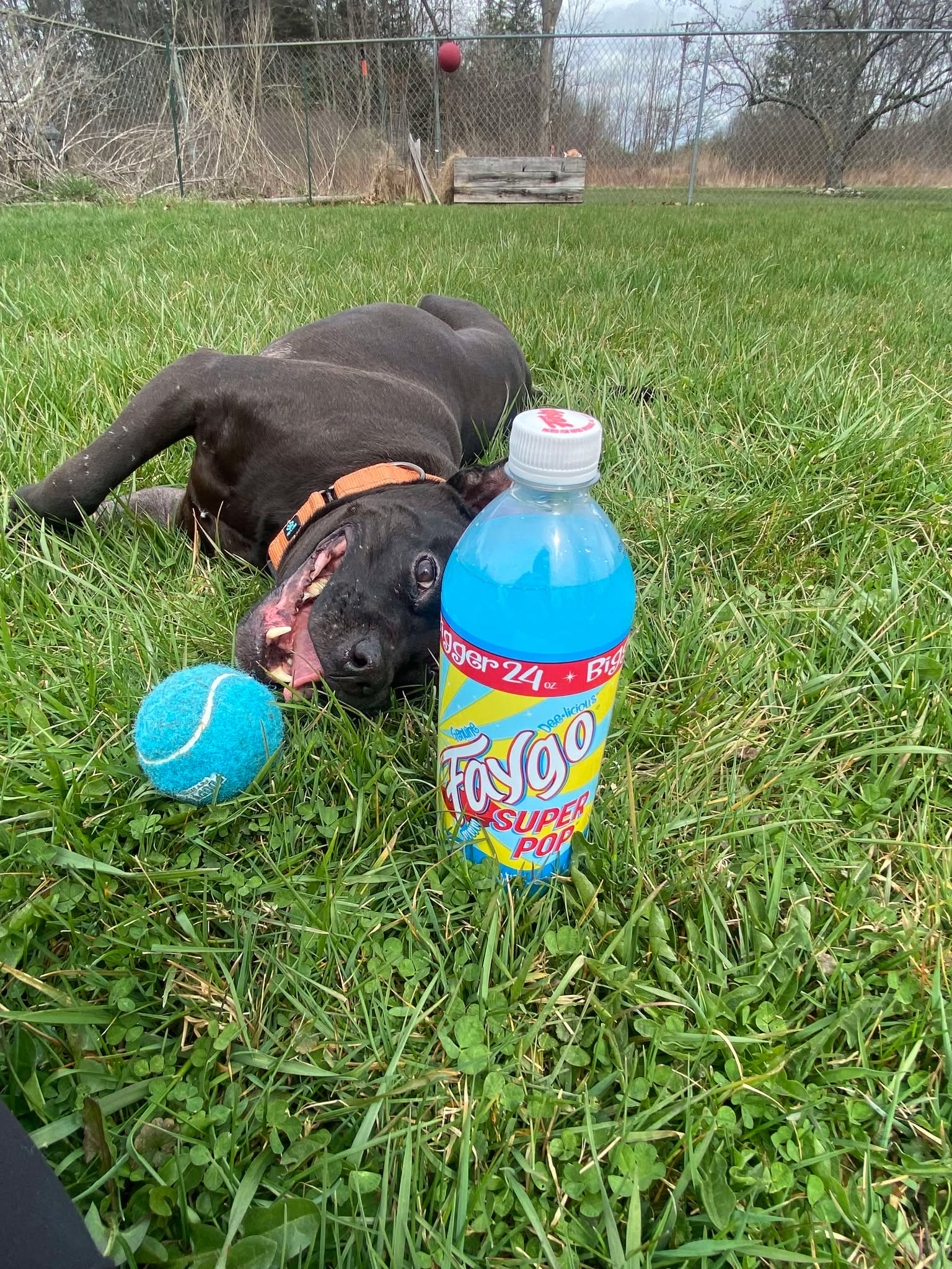 faygo 62