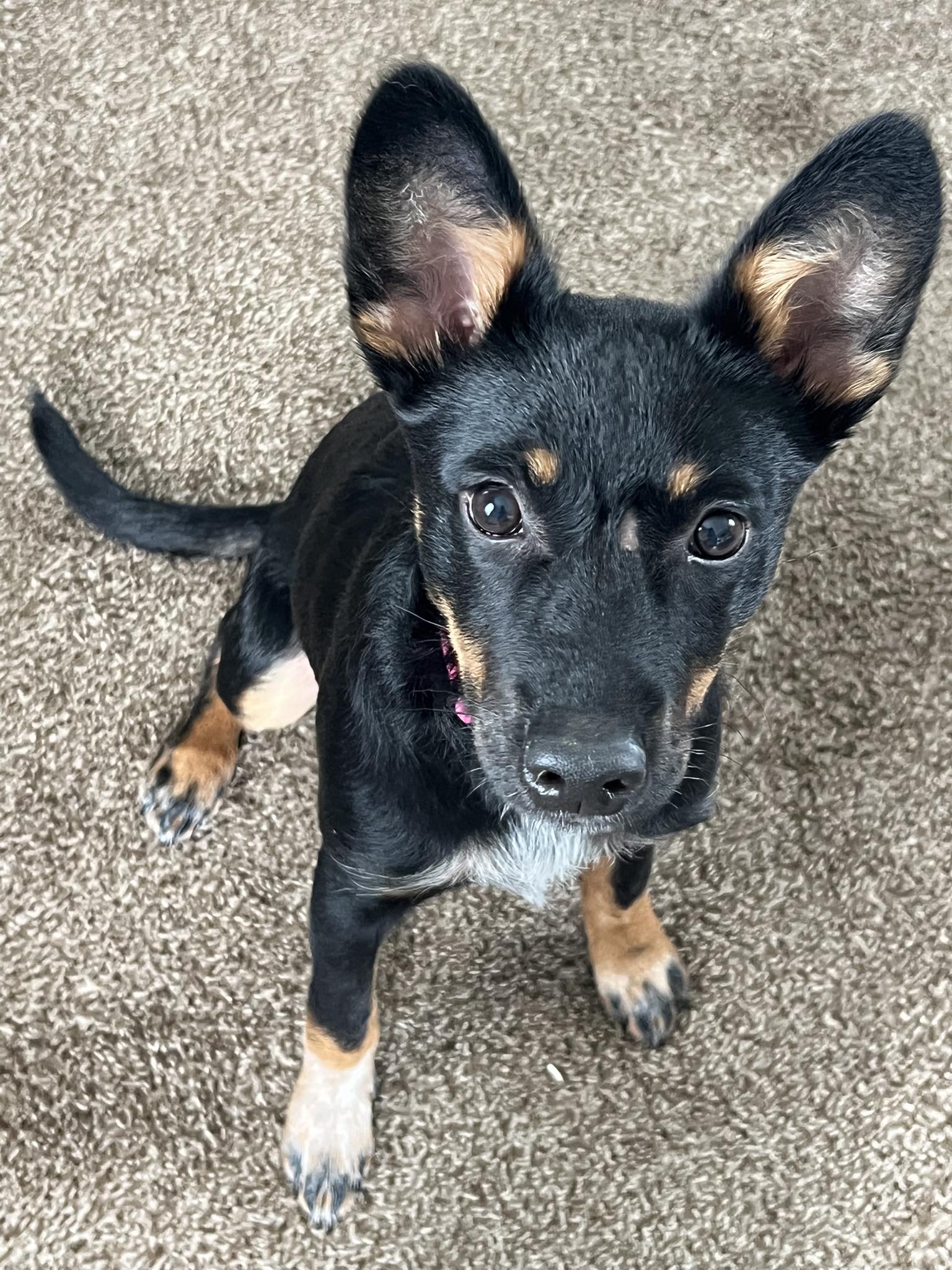 nova 2